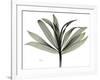 Sons of India Dracaena-Albert Koetsier-Framed Photographic Print