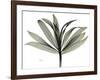 Sons of India Dracaena-Albert Koetsier-Framed Photographic Print