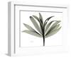 Sons of India Dracaena-Albert Koetsier-Framed Photographic Print