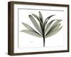 Sons of India Dracaena-Albert Koetsier-Framed Premium Photographic Print