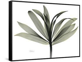 Sons of India Dracaena-Albert Koetsier-Framed Stretched Canvas