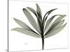 Sons of India Dracaena-Albert Koetsier-Stretched Canvas