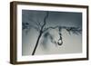 Soon-Heidi Westum-Framed Photographic Print