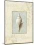 Soothing Words Shells I-Lisa Audit-Mounted Giclee Print