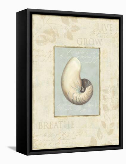 Soothing Words Shells II-Lisa Audit-Framed Stretched Canvas