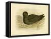 Sooty Albatross, 1891-Gracius Broinowski-Framed Stretched Canvas