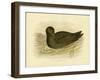 Sooty Albatross, 1891-Gracius Broinowski-Framed Giclee Print