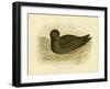 Sooty Albatross, 1891-Gracius Broinowski-Framed Giclee Print