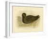 Sooty Albatross, 1891-Gracius Broinowski-Framed Giclee Print