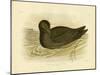 Sooty Albatross, 1891-Gracius Broinowski-Mounted Giclee Print