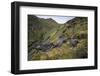 Sooty Albatross group courting on high inland ridge. Gough Island, South Atlantic-Tui De Roy-Framed Photographic Print