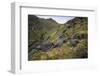 Sooty Albatross group courting on high inland ridge. Gough Island, South Atlantic-Tui De Roy-Framed Photographic Print