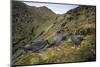 Sooty Albatross group courting on high inland ridge. Gough Island, South Atlantic-Tui De Roy-Mounted Photographic Print