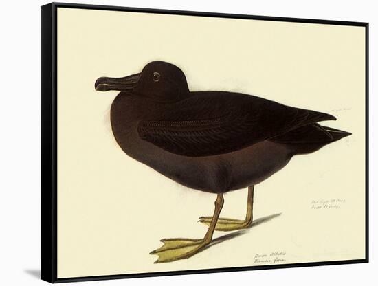 Sooty Albatross-John James Audubon-Framed Stretched Canvas
