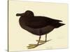 Sooty Albatross-John James Audubon-Stretched Canvas