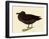 Sooty Albatross-John James Audubon-Framed Giclee Print