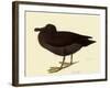 Sooty Albatross-John James Audubon-Framed Giclee Print