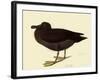 Sooty Albatross-John James Audubon-Framed Giclee Print