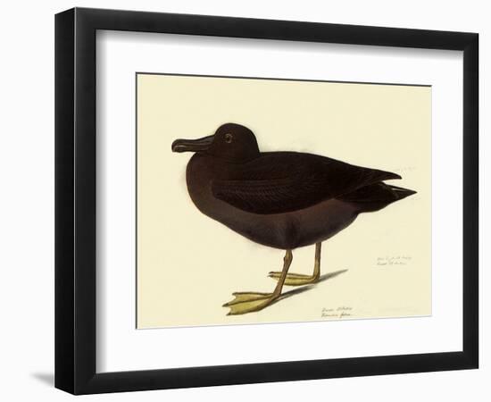 Sooty Albatross-John James Audubon-Framed Premium Giclee Print