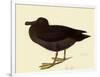Sooty Albatross-John James Audubon-Framed Giclee Print