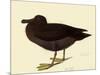 Sooty Albatross-John James Audubon-Mounted Giclee Print