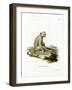 Sooty Mangabey-null-Framed Giclee Print