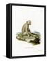 Sooty Mangabey-null-Framed Stretched Canvas