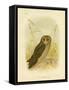 Sooty Owl, 1891-Gracius Broinowski-Framed Stretched Canvas