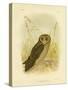 Sooty Owl, 1891-Gracius Broinowski-Stretched Canvas