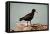 Sooty Oystercatcher an Uncommon Marine Species-null-Framed Stretched Canvas