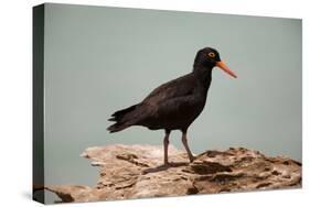 Sooty Oystercatcher an Uncommon Marine Species-null-Stretched Canvas