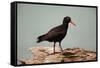Sooty Oystercatcher an Uncommon Marine Species-null-Framed Stretched Canvas