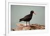 Sooty Oystercatcher an Uncommon Marine Species-null-Framed Photographic Print