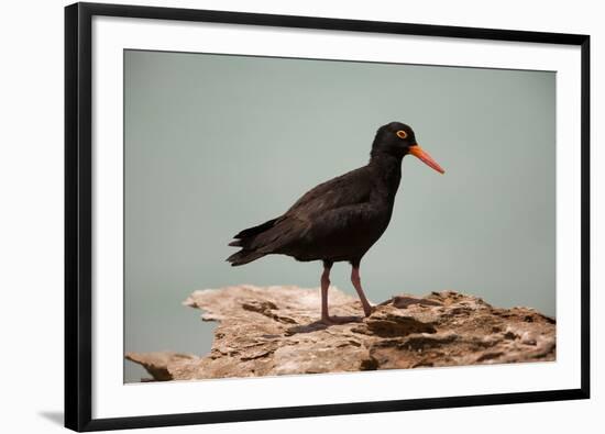 Sooty Oystercatcher an Uncommon Marine Species-null-Framed Photographic Print