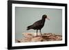 Sooty Oystercatcher an Uncommon Marine Species-null-Framed Photographic Print