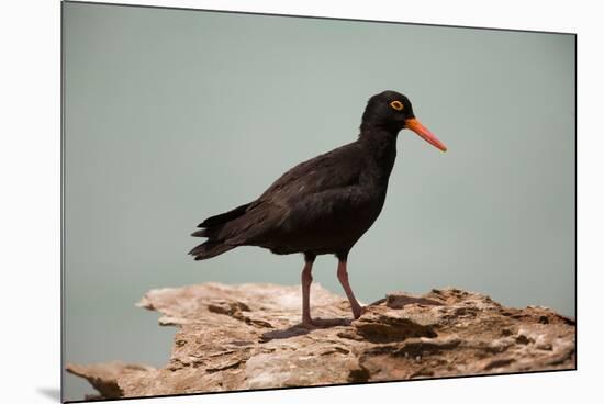 Sooty Oystercatcher an Uncommon Marine Species-null-Mounted Photographic Print