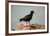 Sooty Oystercatcher an Uncommon Marine Species-null-Framed Photographic Print