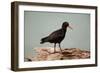 Sooty Oystercatcher an Uncommon Marine Species-null-Framed Photographic Print