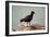 Sooty Oystercatcher an Uncommon Marine Species-null-Framed Photographic Print