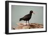 Sooty Oystercatcher an Uncommon Marine Species-null-Framed Photographic Print