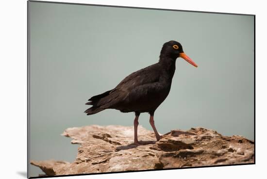 Sooty Oystercatcher an Uncommon Marine Species-null-Mounted Photographic Print