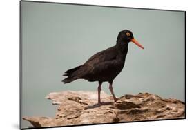 Sooty Oystercatcher an Uncommon Marine Species-null-Mounted Photographic Print