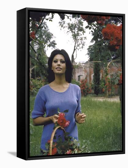 Sophia Loren in the Garden Cutting Roses-Alfred Eisenstaedt-Framed Stretched Canvas