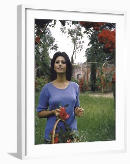 Sophia Loren in the Garden Cutting Roses-Alfred Eisenstaedt-Framed Premium Photographic Print