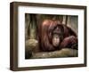 Sophia-Stephen Arens-Framed Photographic Print