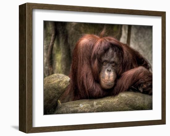 Sophia-Stephen Arens-Framed Photographic Print