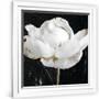 Gramercy White