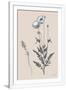 Gramercy White