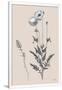 Gramercy White