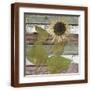 Brown Frame